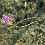 Allium fimbriatum Flower