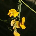 Sesbania herbacea 花