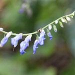 Rhynchoglossum obliquum Blüte