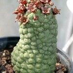 Larryleachia picta Fuelha