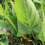 Salvia pratensis List