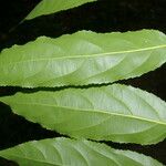 Xylosma chlorantha Yaprak