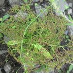 Teloxys aristataTervik taim