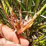 Juncus bulbosus Floare