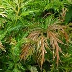 Selaginella lyallii