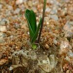 Prospero obtusifolium Leaf