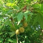 Platanus orientalis Fruit