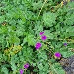 Erodium manescavi অভ্যাস