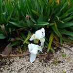 Iris albicans Õis