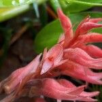 Sacoila lanceolata Flower