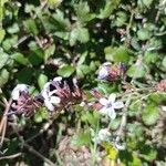 Plumbago europaea Flower