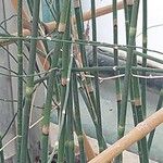 Equisetum giganteum Ліст