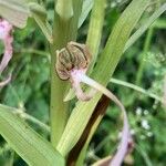 Himantoglossum hircinumBlomst