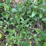 Calendula stellataপাতা