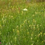 Cephalaria gigantea Blomma