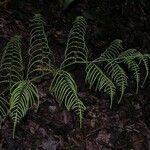 Polybotrya caudata Leaf
