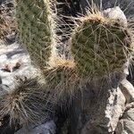 Opuntia polyacantha Folha