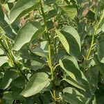 Cionura erecta Leaf