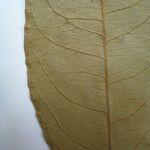Cheiloclinium cognatum Altul/Alta