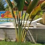 Ravenala madagascariensis Likasa