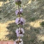 Mentha pulegiumFlower