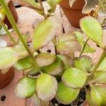Kalanchoe rotundifolia Lehti