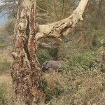 Vachellia xanthophloea Bark