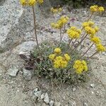Eriogonum umbellatum Květ