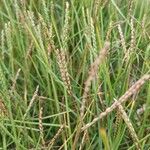 Paspalum vaginatum Leaf