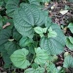 Dioscorea sansibarensis Hoja