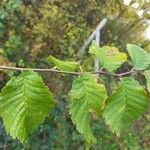 Ulmus minor Leaf