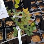 Quercus rotundifolia Habit