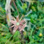 Hyoseris radiata Flower