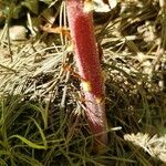Pterospora andromedea 树皮