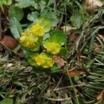 Chrysosplenium oppositifoliumFleur