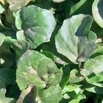 Nasturtium officinale Levél