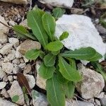 Leontodon tuberosus Hoja