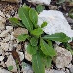 Leontodon tuberosus Leaf