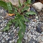 Rumex crispusLeaf