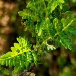 Bursera bipinnata List