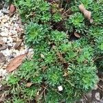 Saxifraga canaliculata Hoja