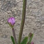 Epilobium tetragonum Virág