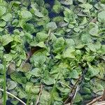 Nasturtium officinale Leaf