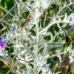 Echium angustifolium 花