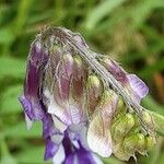 Vicia villosa Λουλούδι