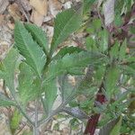 Bidens subalternans Leaf