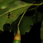Ocotea meziana Fruto