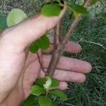 Vaccinium arboreum Bark