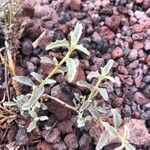 Atriplex semibaccata Агульны выгляд