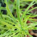 Plantago afra Blatt